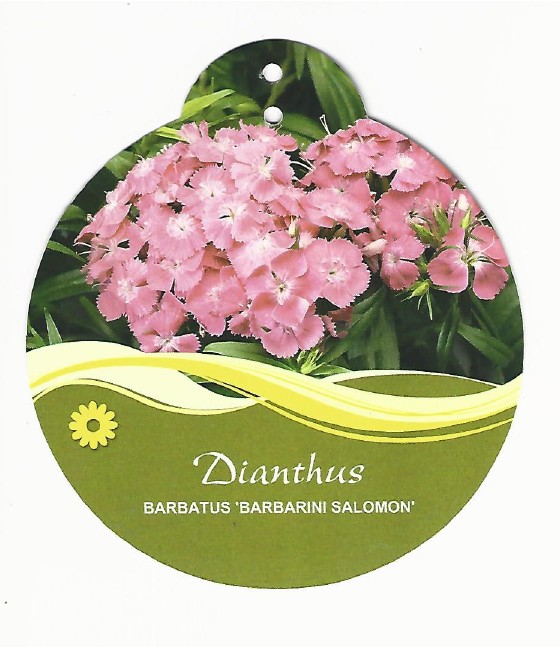 Dianthus barbatus barbarini salomon 0001.jpg